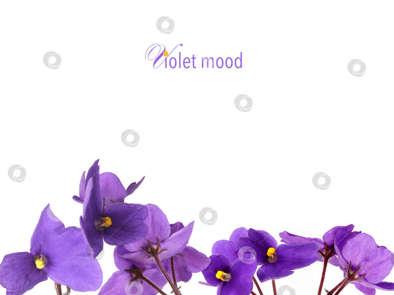 Скачать Цветочная композиция "Фиолетовое настроение". Цветы африканской фиалки и цитата выделены на белом фоне, вырез готов. Чрезвычайно высокое разрешение фотосток Ozero
