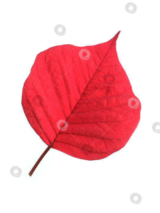 Скачать Рождественский лист пуансеттии, выделенный на белом фоне, готов к вырезанию. Чрезвычайно высокое разрешение фотосток Ozero