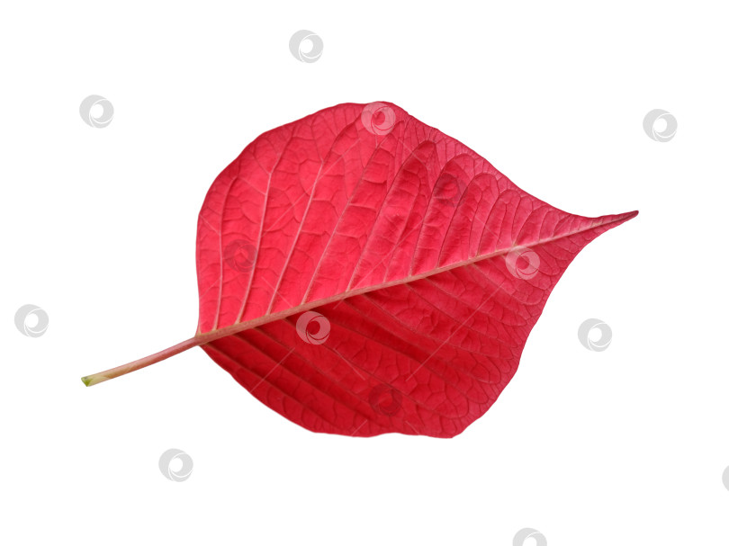 Скачать Рождественский лист пуансеттии, выделенный на белом фоне, готов к вырезанию. Чрезвычайно высокое разрешение фотосток Ozero