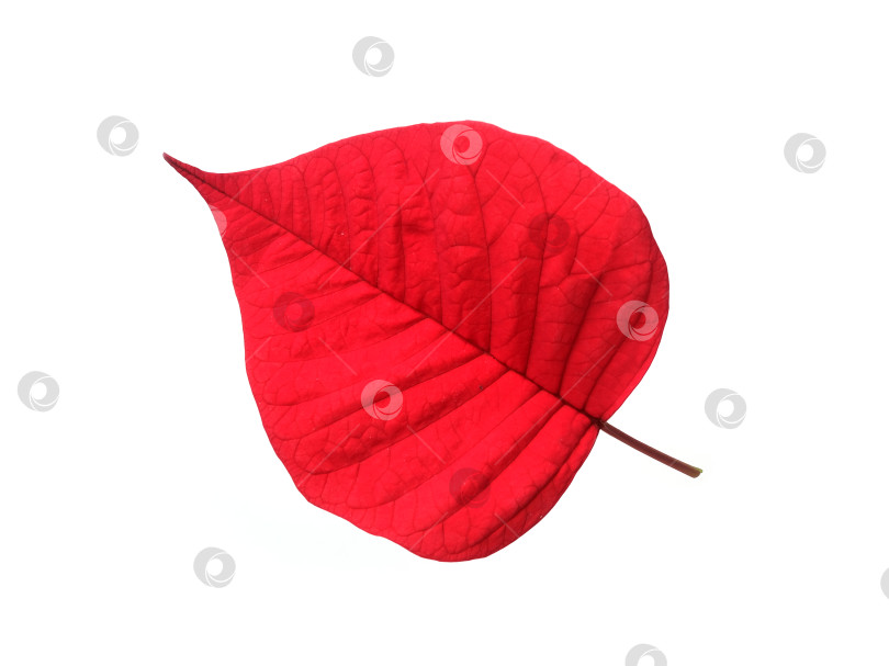 Скачать Рождественский лист пуансеттии, выделенный на белом фоне, готов к вырезанию. Чрезвычайно высокое разрешение фотосток Ozero