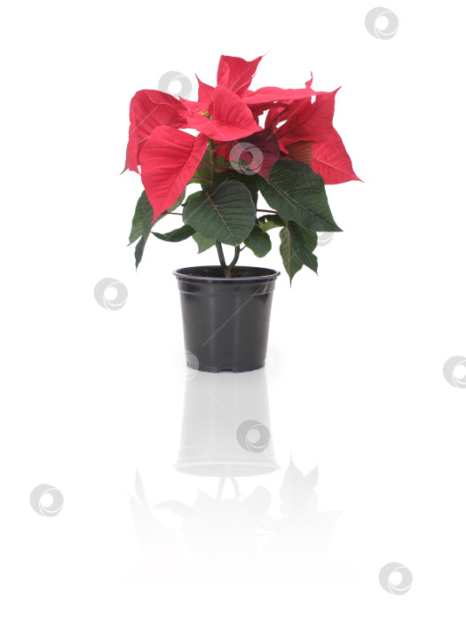 Скачать Рождественское растение пуансеттия в черном горшке, выделенное на белом фоне, готово к вырезанию. Чрезвычайно высокое разрешение фотосток Ozero