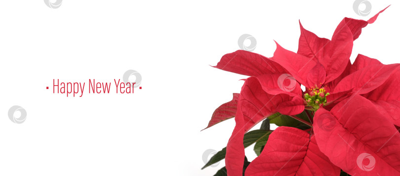 Скачать Рождественский баннер с пуансеттией и надписью "С Новым годом" на белом фоне, готовый к печати. Чрезвычайно высокое разрешение фотосток Ozero