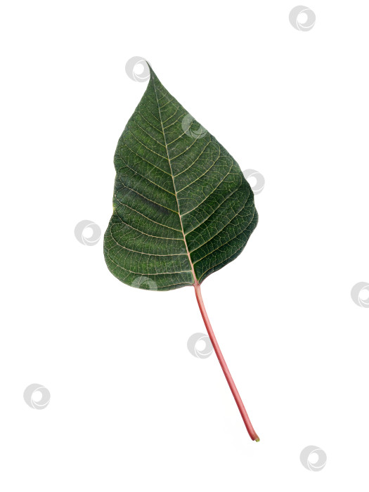 Скачать Одиночный лист пуансеттии, выделенный на белом фоне, выделенный на белом фоне, готовый к вырезанию. Чрезвычайно высокое разрешение фотосток Ozero