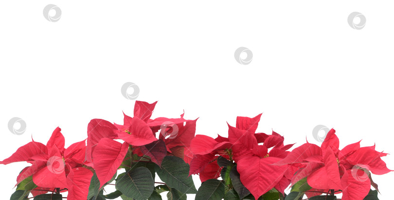 Скачать Широкий горизонтальный баннер с красными пуансеттиями, выделенными на белом фоне, готов к вырезанию. Чрезвычайно высокое разрешение. Рождественская рамка фотосток Ozero