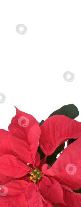 Скачать Рождественский баннер с пуансеттией и надписью "С Новым годом" на белом фоне, готовый к печати. Чрезвычайно высокое разрешение фотосток Ozero