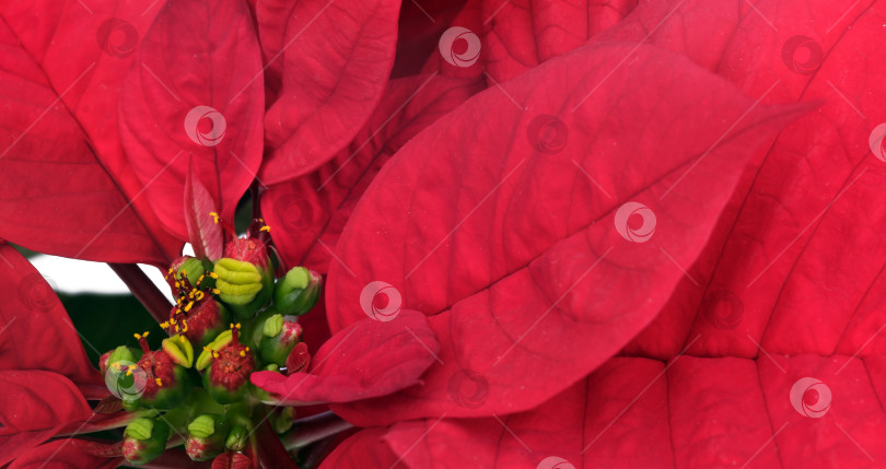 Скачать Макротекстура красных листьев пуансеттии крупным планом. Рождественский изолированный фон фотосток Ozero
