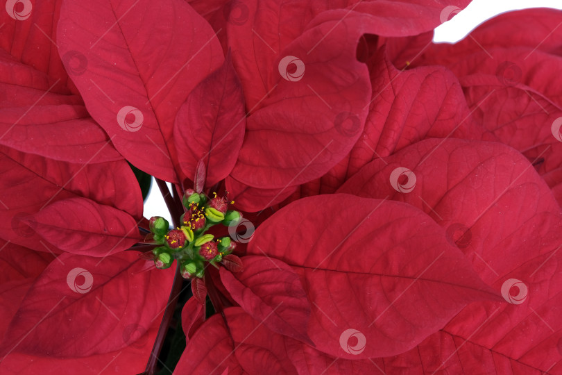 Скачать Макротекстура красных листьев пуансеттии крупным планом. Рождественский изолированный фон фотосток Ozero