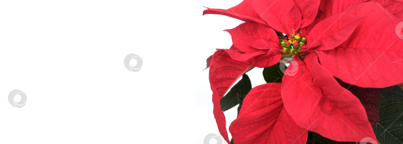 Скачать Рождественский баннер с пуансеттией и надписью "С Новым годом" на белом фоне, готовый к печати. Чрезвычайно высокое разрешение фотосток Ozero