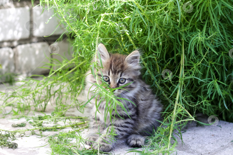 Скачать Маленький серый котенок на природе в траве. Портрет котенка. фотосток Ozero