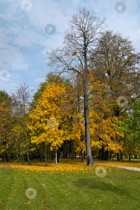 Скачать Безмятежный осенний парковый пейзаж с величественными деревьями и опавшими листьями фотосток Ozero