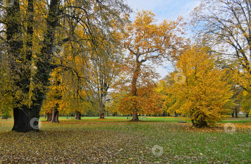 Скачать Безмятежный осенний парковый пейзаж с величественными деревьями и опавшими листьями фотосток Ozero