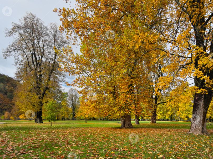 Скачать Безмятежный осенний пейзаж парка и холмов с золотистой листвой фотосток Ozero
