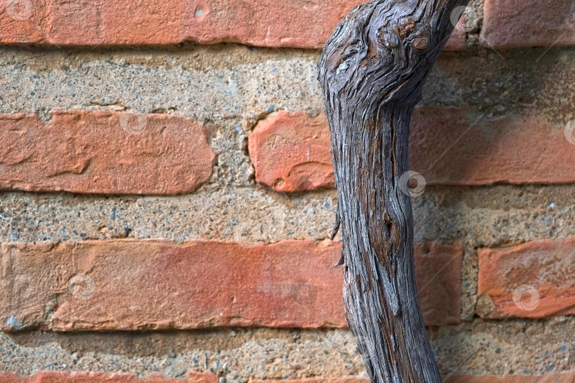 Скачать Текстура старой скрученной виноградной ветви на фоне красной кирпичной стены. Высокое разрешение фотосток Ozero