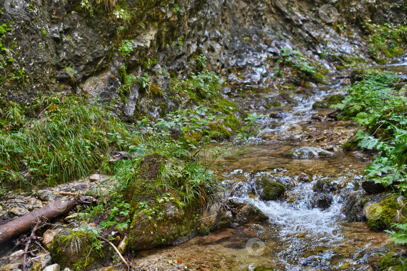 Скачать Безмятежный Лесной ручей с Солнечным светом, пробивающимся сквозь Деревья фотосток Ozero