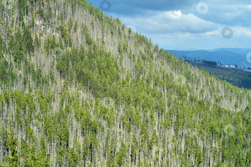 Скачать Смешанный хвойный лес на склоне горы. Контраст здоровых и мертвых деревьев, естественный фон фотосток Ozero