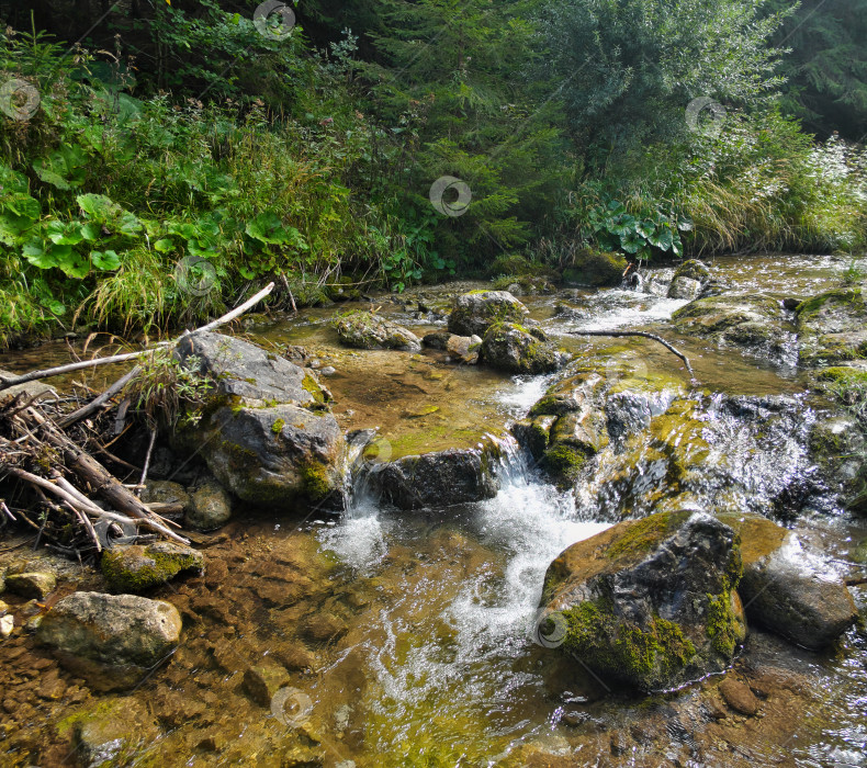 Скачать Безмятежный Лесной ручей с Солнечным светом, пробивающимся сквозь Деревья фотосток Ozero