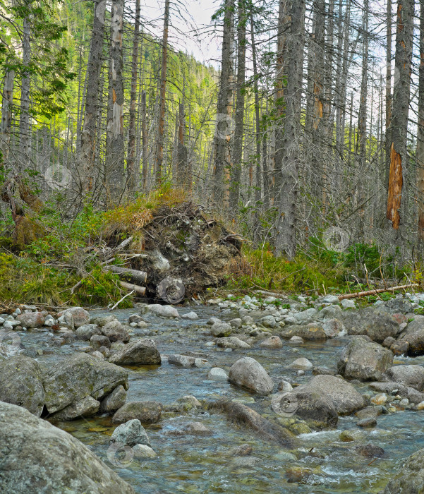 Скачать Дикая горная река, текущая по каменистому лесному руслу. Пейзаж природы фотосток Ozero
