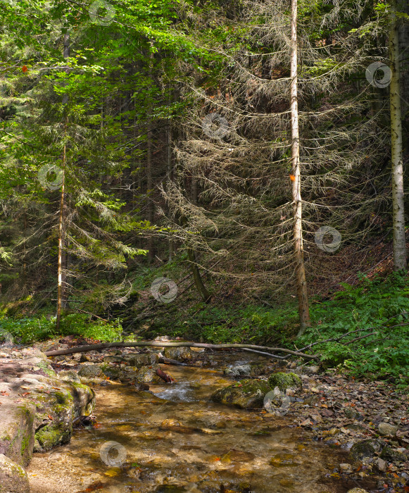 Скачать Безмятежный Лесной ручей с Солнечным светом, пробивающимся сквозь Деревья фотосток Ozero