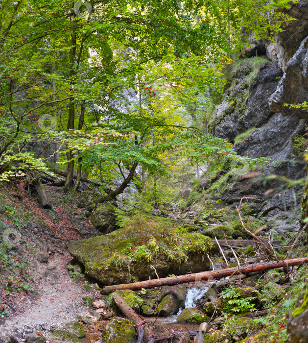 Скачать Безмятежный Лесной ручей с Солнечным светом, пробивающимся сквозь Деревья фотосток Ozero