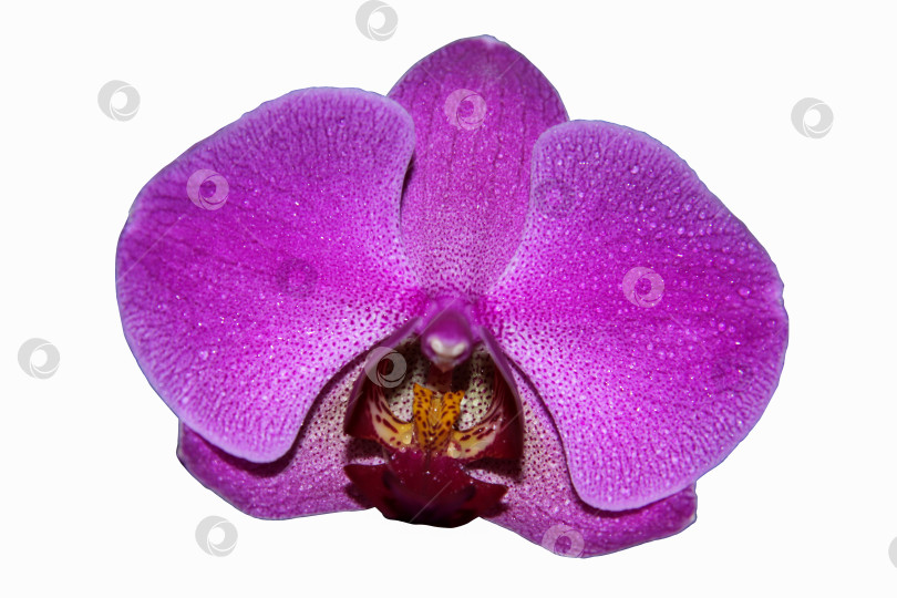 Скачать Фиолетовый цветок орхидеи фаленопсис, фаленопсис на белом фоне. Фиолетовые цветы фаленопсиса справа. она известна как орхидея-бабочка. Избирательный фокус. фотосток Ozero