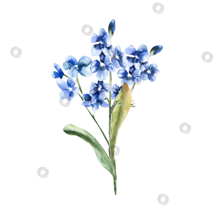 Скачать Акварельная иллюстрация голубых весенних цветов незабудки. Нарисованный от руки клипарт с полевыми цветами, винтажная цветочная роспись из лепестков индиго для романтического свадебного приглашения, этикетки, дизайна плаката. фотосток Ozero