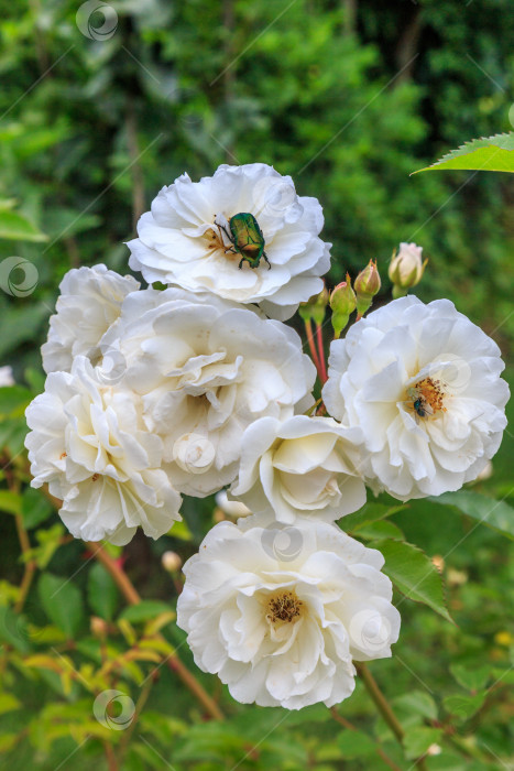Скачать бронзовка на белом фотосток Ozero