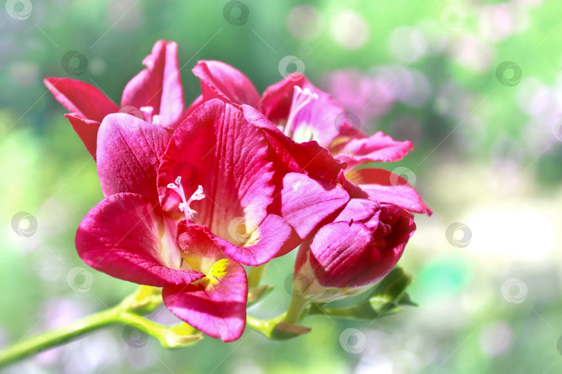 Скачать фрезия фотосток Ozero