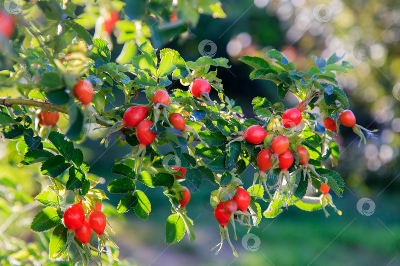 Скачать шиповник фотосток Ozero