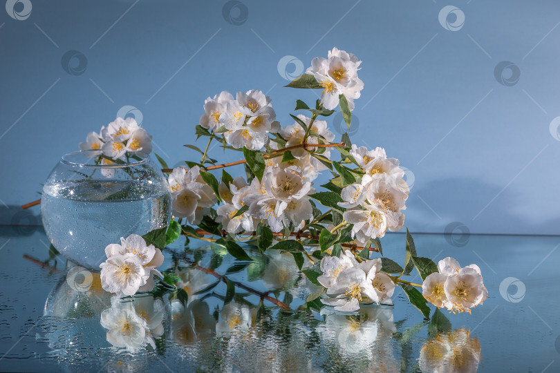 Скачать натюрморт с чубушником фотосток Ozero