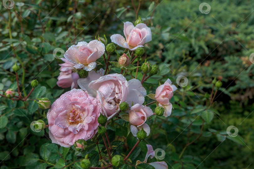 Скачать букет на кусту фотосток Ozero