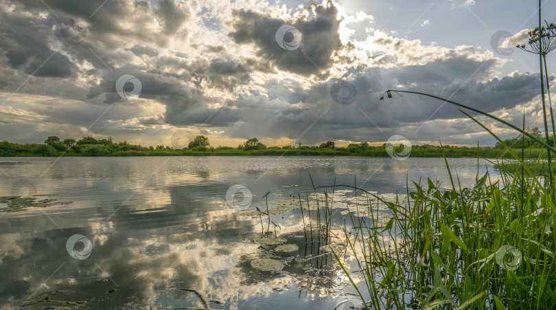 Скачать закат над рекой, водная гладь на фоне заката среди речной растительности фотосток Ozero