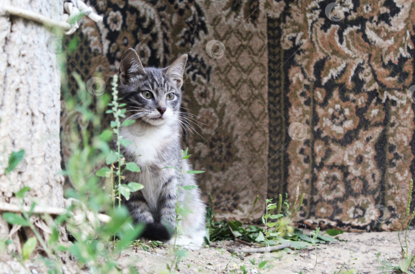 Скачать Красивый котик на фоне ковра фотосток Ozero