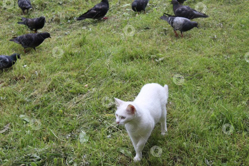 Скачать Красивый котик гуляет фотосток Ozero
