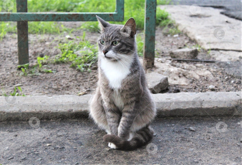 Скачать Красивый котик гуляет фотосток Ozero