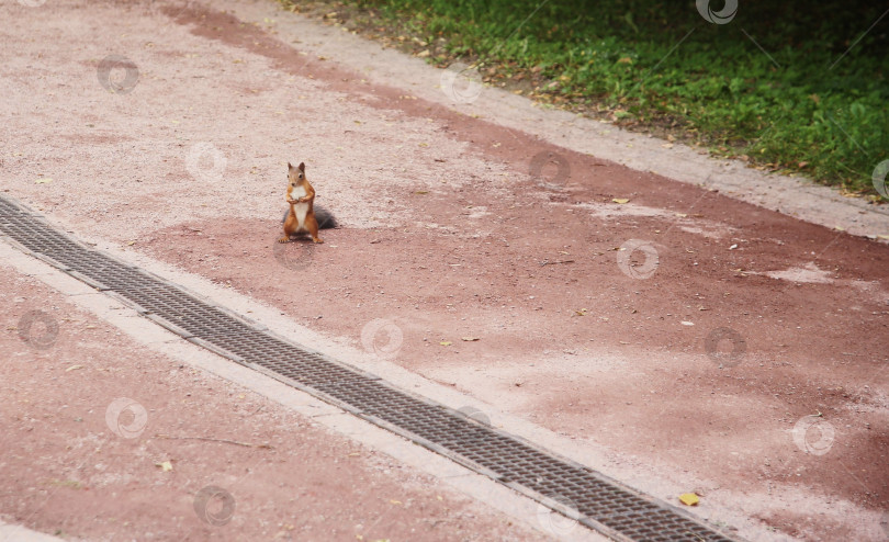 Скачать Рыжая белка гуляет одна фотосток Ozero