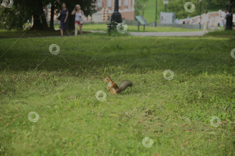 Скачать Рыжая белка гуляет по парку фотосток Ozero