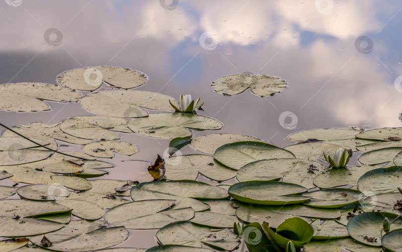 Скачать белые кувшинки на поверхности воды фотосток Ozero