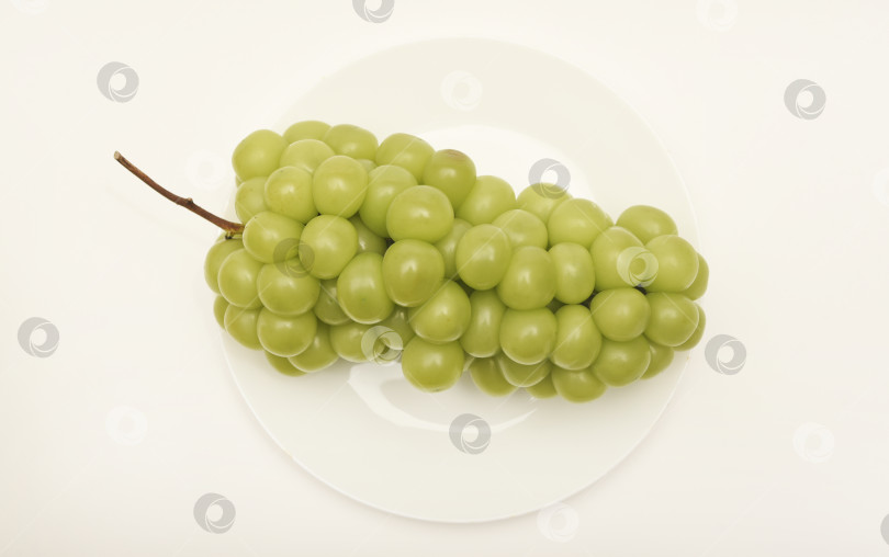 Скачать Крупные блестящие ягоды муската. Зеленый виноград на белом фоне. Гроздь винограда на тарелке. фотосток Ozero