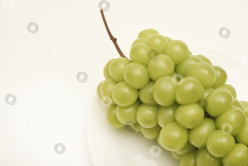 Скачать Крупные блестящие ягоды муската. Зеленый виноград на белом фоне. Гроздь винограда на тарелке. фотосток Ozero
