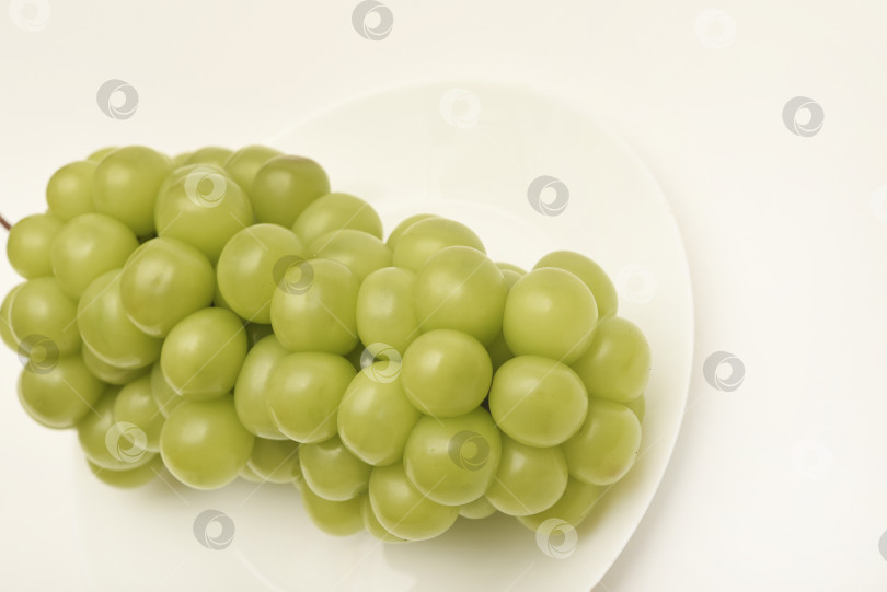 Скачать Крупные блестящие ягоды муската. Зеленый виноград на белом фоне. Гроздь винограда на тарелке. фотосток Ozero
