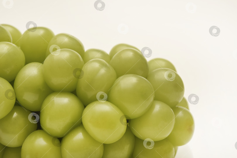 Скачать Крупные гроздья винограда отдают мускатом. Зеленый виноград на белом фоне. фотосток Ozero