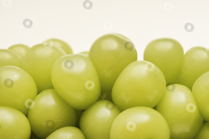 Скачать Крупные гроздья винограда отдают мускатом. Зеленый виноград на белом фоне. фотосток Ozero