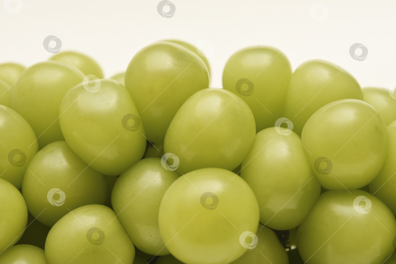 Скачать Крупные гроздья винограда отдают мускатом. Зеленый виноград на белом фоне. фотосток Ozero