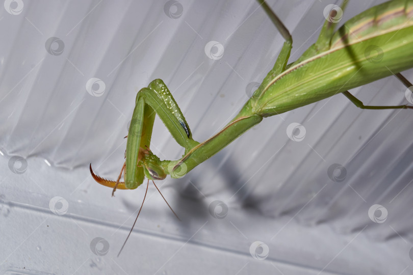 Скачать Макросъемка богомола во время охоты. фотосток Ozero