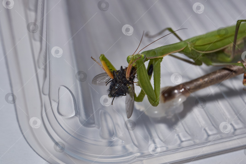 Скачать Макросъемка богомола во время охоты. фотосток Ozero