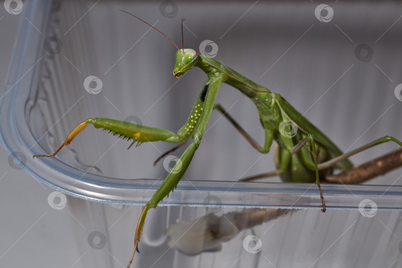 Скачать Макросъемка богомола во время охоты. фотосток Ozero