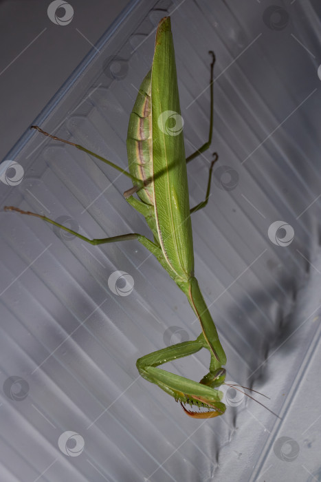 Скачать Макросъемка богомола во время охоты. фотосток Ozero