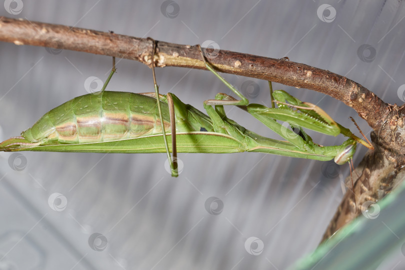 Скачать Макросъемка богомола во время охоты. фотосток Ozero