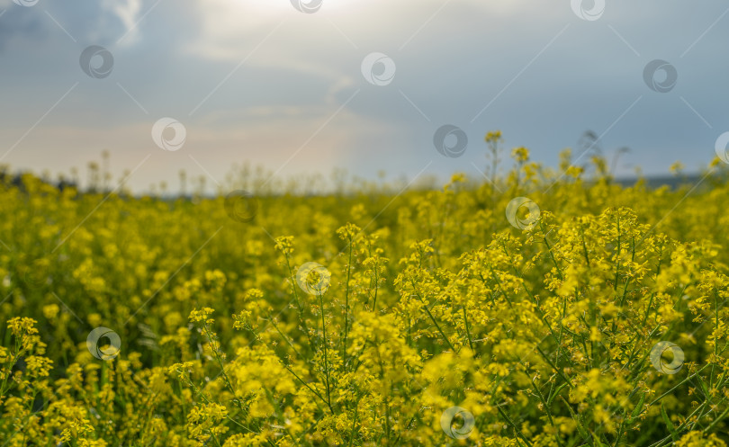 Скачать поле, цветущее желтыми цветами рапса в свете контура на закате фотосток Ozero