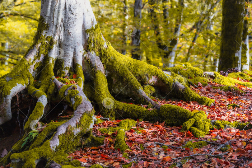 Скачать Корень дерева покрыт мхом и окружен опавшими листьями фотосток Ozero